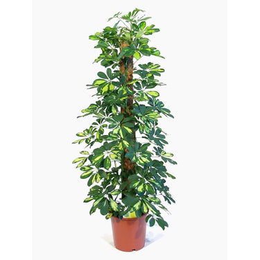 Schefflera Plant (Gold Capella, Dwarf umbrella tree)